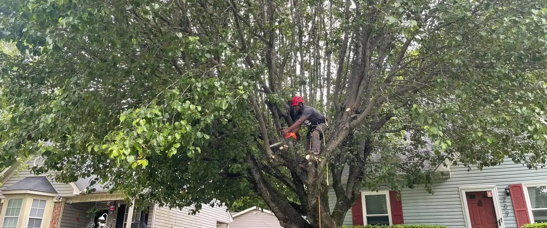 hero tree removal image