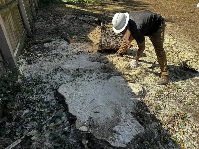stump removal nashville tn